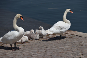 Réparation Dégât des Eaux Pontoise